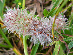 Hare's-foot clover