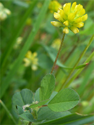 Yellow flowers