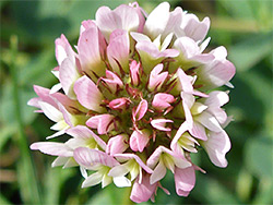 Trifolium fragiferum