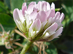 Pale pink flowers