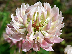 Trifolium hybridum