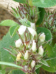 Trifolium scabrum