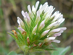 Trifolium squamosum