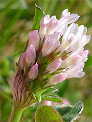 Pinkish-white flowers