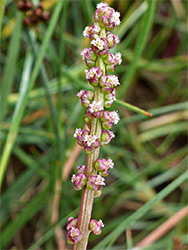 Triglochin maritima