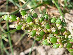 Green fruits