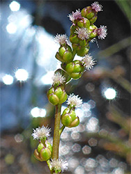 Alternate flowers