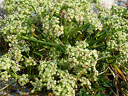 Dense inflorescence