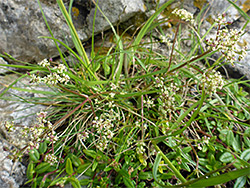 Open flower cluster