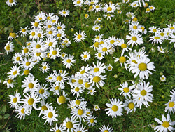 Many white flowerheads