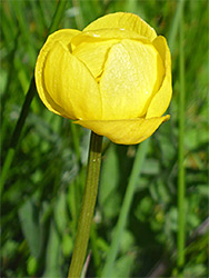 Flower and stem