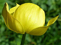 Yellow petals