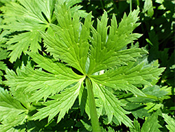 Divided, toothed leaf