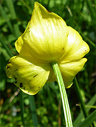 Base of a flower