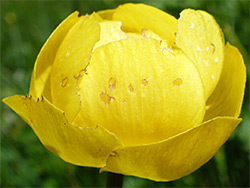 Spherical flower