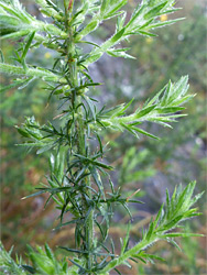 Spines and leaves