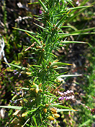 Hairy spines