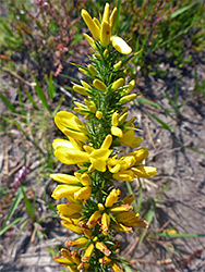 Spines and flowers