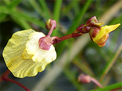 Flower and pedicel