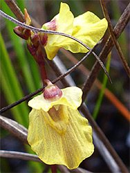 Veined corolla lobes