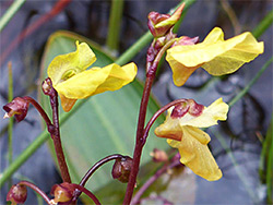 Red stems