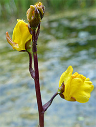 Purple stalk