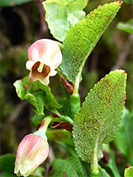 Urn-shaped flowers