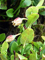 Leaves and flowers