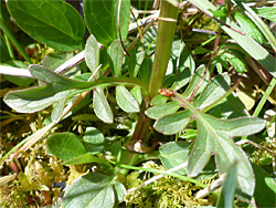 Lower stem leaves
