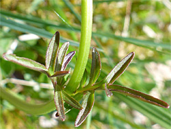 Upper stem leaves