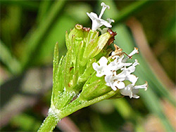 Pistillate flowers