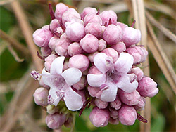 Pinkish-white flowers