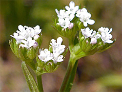 Valerianella dentata