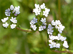 Flat-topped flower cluster