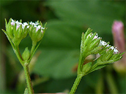 Narrow-fruited cornsalad