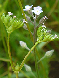 Inflorescence