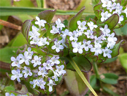 Flower clusters