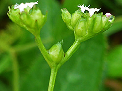 Developing fruits