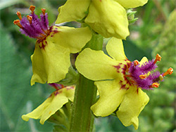 Verbascum nigrum