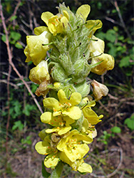 Elongated flower cluster