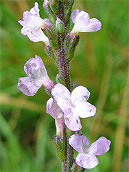 Hairy stem and calyces