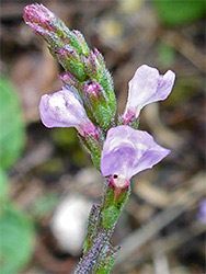 Small flowers