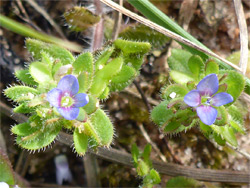 Corn speedwell