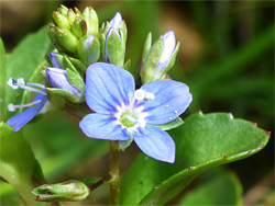 Pale blue flowers