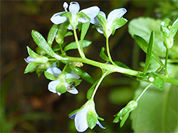 Hairless inflorescence