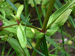 Opposite leaves