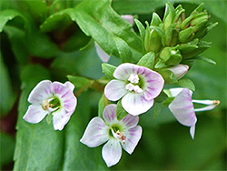 Pale pink flowers