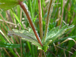 Toothed leaves