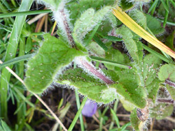 Hairy stem and leaves