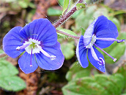 Two blue flowers